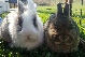 Unsere Kaninchen